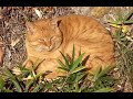 Kuroshio cats：野良猫健太郎　帰ったぞ ！御飯は何？