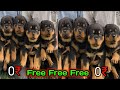 "Meet Our Rottweiler Puppies for Adoption! 🐶❤️ Your New Best Friend Awaits!"