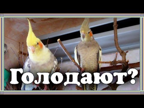 Влог | Попугаи остались без корма. Тоша забаррикадировал свой домик, не один враг не войдет.