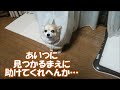 すぐキレるポメラニアン54 救助要請!!