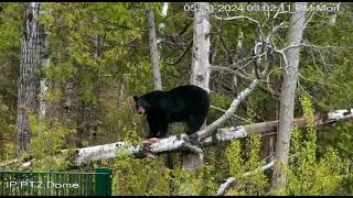 Lucky up a downed tree   5/20/24