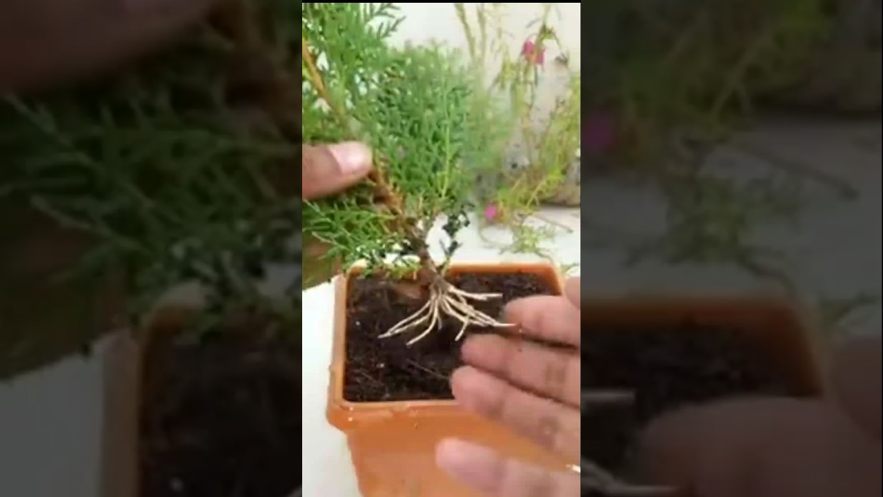 Thuja tree easiest method || How to grow thuja tree from cutting 