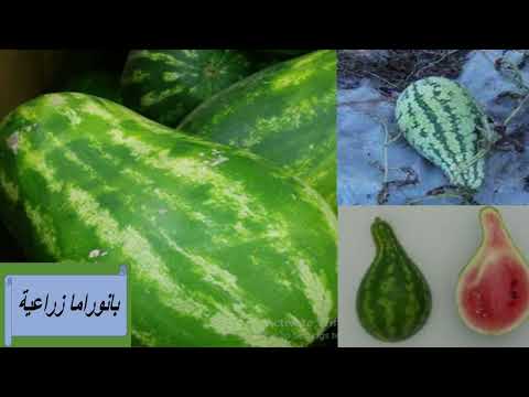 فيديو: علاج أنثراكنوز البطيخ - كيفية التعامل مع أنثراكنوز البطيخ