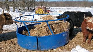 Silage as an alternative to hay