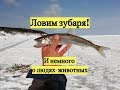 Ловим зубаря! И немного о людях-животных