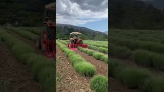 Lavender Farming Antalya