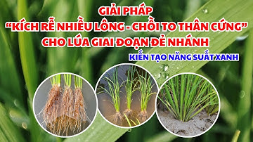 BVN - GIẢI PHÁP "KÍCH RỄ NHIỀU LÔNG - CHỒI TO THÂN CỨNG" CHO LÚA GIAI ĐOẠN ĐẺ NHÁNH