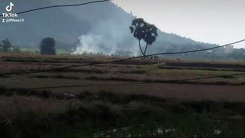 cây thốt nốt tình yêu