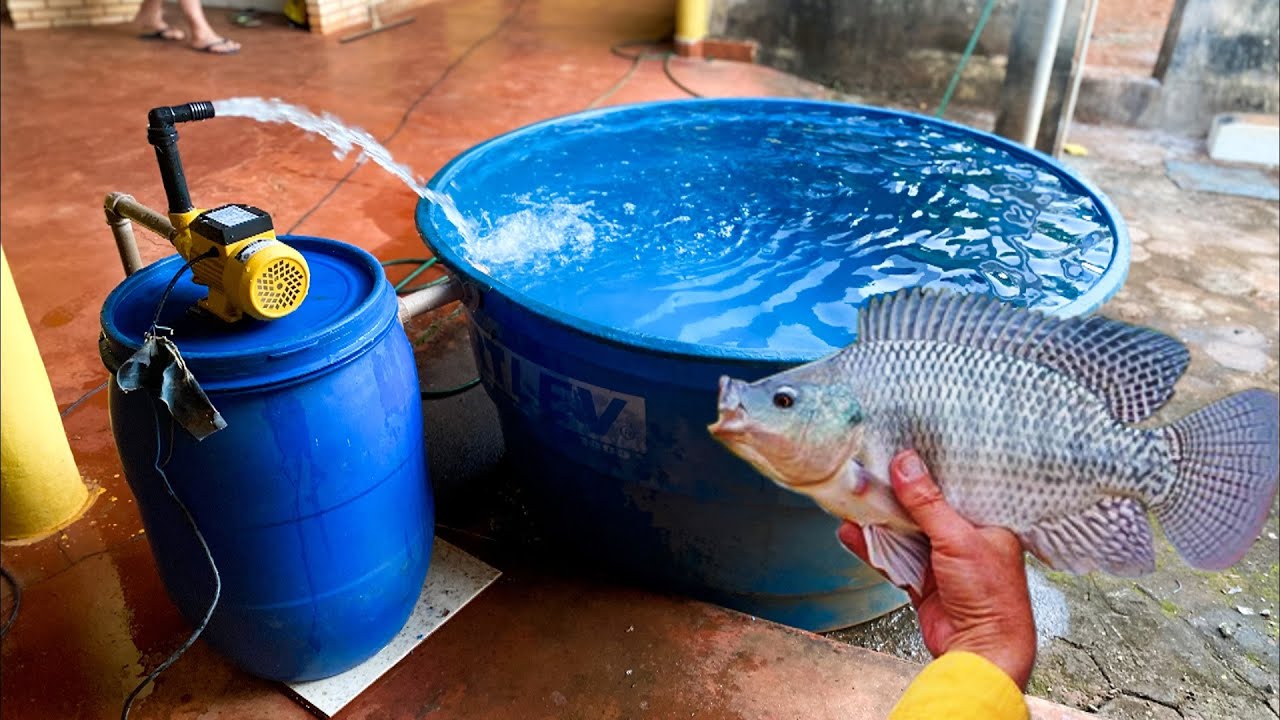 COMO CRIAR TILÁPIAS EM CAIXA D`ÁGUA YouTube COMO CRIAR TILÁPIAS EM CAIXA D`ÁGUA YouTube