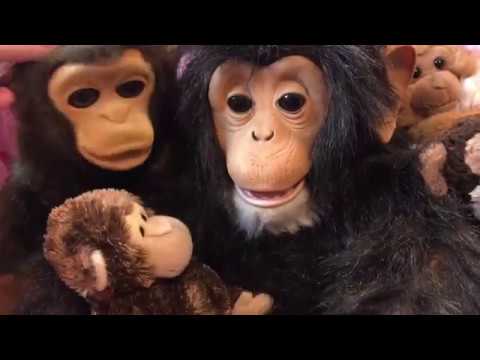 SINGE CHIMPANZÉ CUDDLE CHIMP INTERACTIF FurReal Friends HASBRO