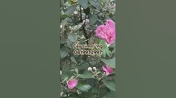 #câysimrừng