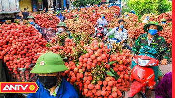 Cho phép ưu tiên lưu thông xe chở vải thiều từ Bắc Giang | ANTV
