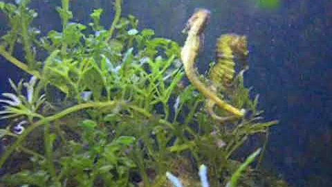 Come corteggia il cavalluccio marino?