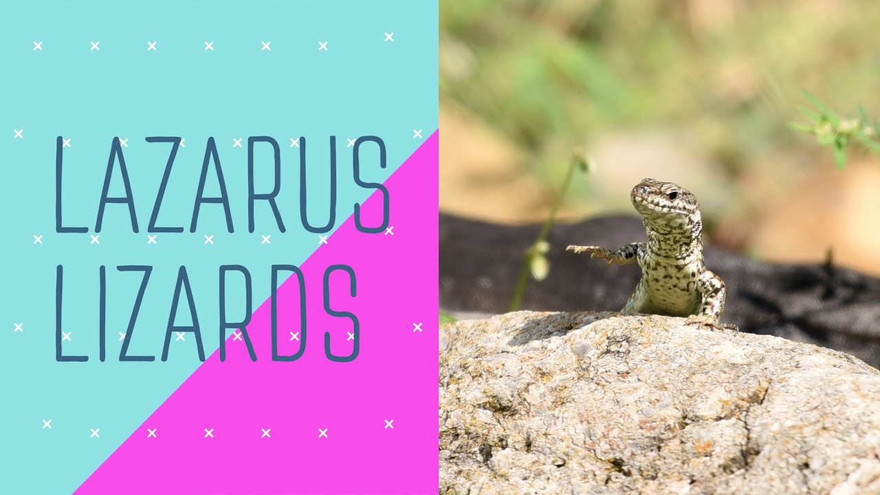 Exploring the Mysteries of Cincinnati's "Lazarus" Lizards - YouTube