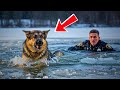 An Officer Saved a Dog Drowning in a Freezing Lake — The Heartbreaking Truth Came Out Afterwards