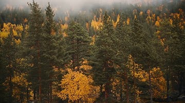 Tree parallax copyrights free background animation