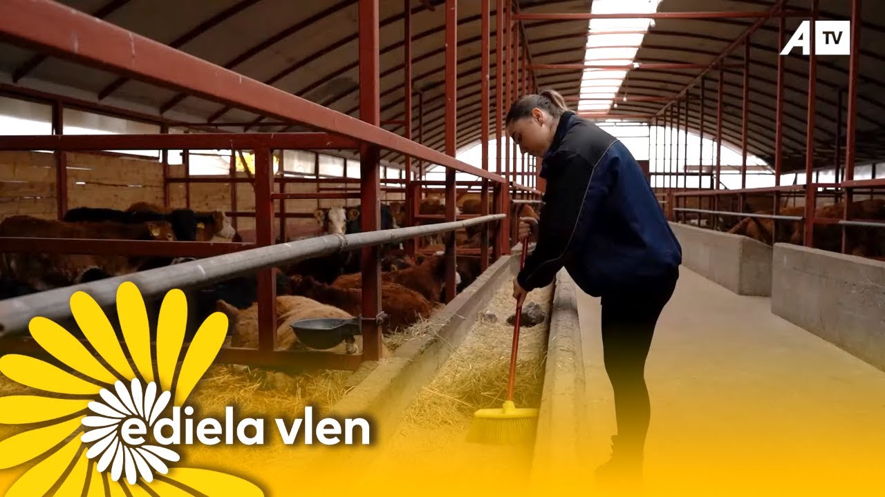 Një ditë në Fermën e Viçave, të familjes Shala