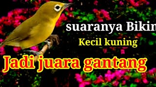 Suaranya Bikin Kecial Kuning Jadi Juara Gantang Kecial kuning gacor Kecial kuning Ngeriwik 
