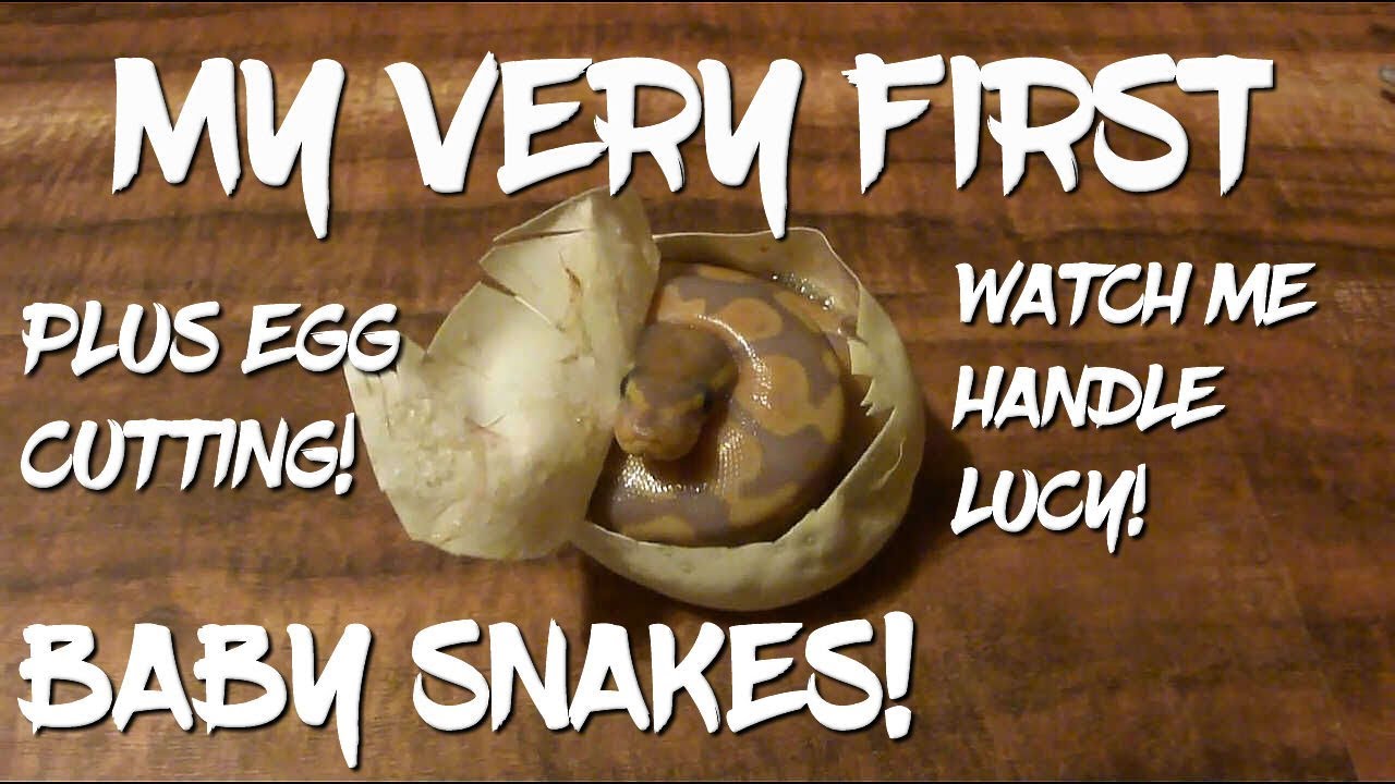 eggs florentine My very first baby snakes!