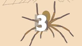 TOP 5 AMAZING FACTS ABOUT SPIDERS