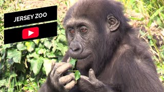 Jersey Zoo - Bears, Meerkats, Otters & Gorillas