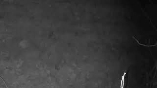 12 21 23. 1236Am A Rabbit Hops Near The Crush Block In The Back Field.