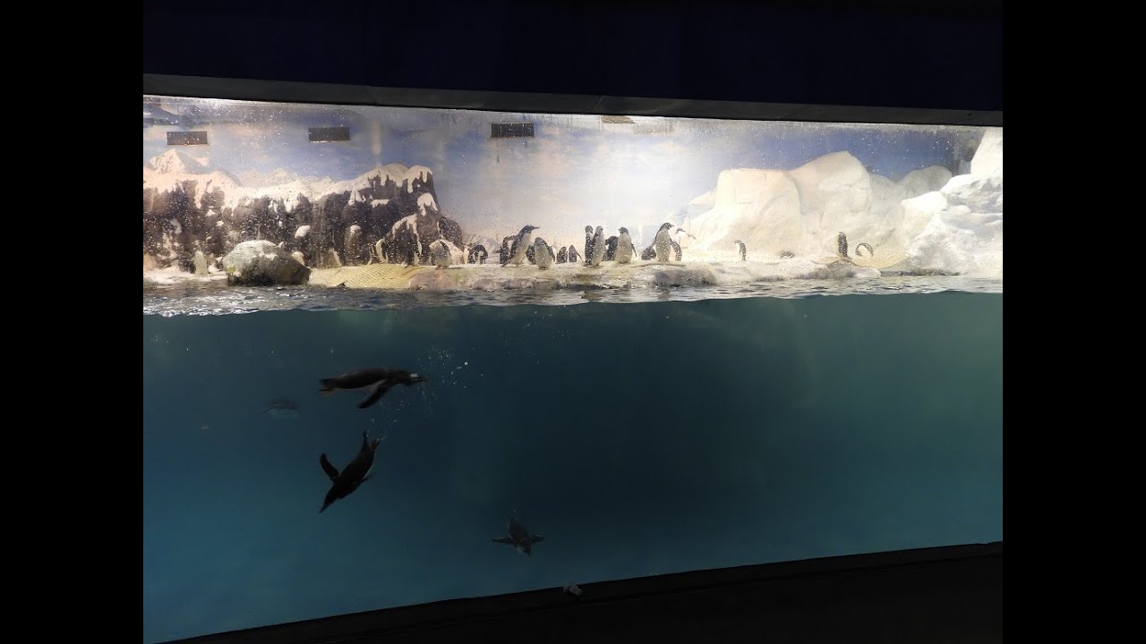 Taiwan National Museum of Marine Biology and Aquarium YouTube