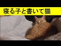 ゆったりと寝るドコモ猫…近頃ほんとよく眠るようになった