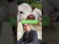 Holy Cute Cow #cutemusic #musiccute #musicfunny