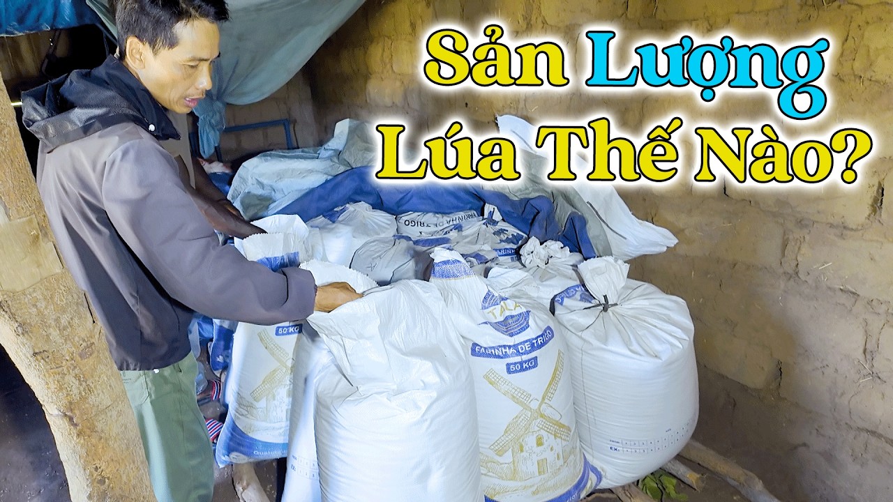 Đông Paulo || Chỗ Lúa Này Mới 11 Ruộng Thôi Đấy, Sản Lượng Lúa Năm Nay Có Như Kỳ Vọng?