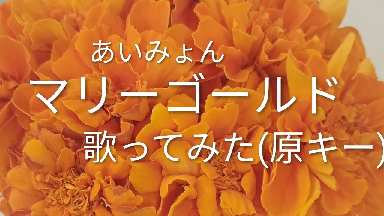 マリーゴールド様用•*¨*•.¸♬︎ マリーゴールド」covered by ZONΛ - YouTube