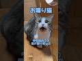 【お喋り猫】今年初めての雪が降りました。 #保護猫 #しゃべる猫 #喋る猫