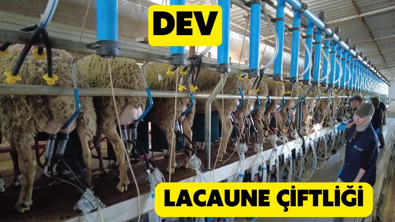 DEV LACAUNE SÜT ÇİFTLİĞİ (Obabeyi Damızlık Lacaune Çiftliği)