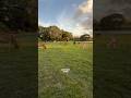 Golden Sunset Herd 🐄✨ | Peaceful Village Evening | Calm Nature Vibe