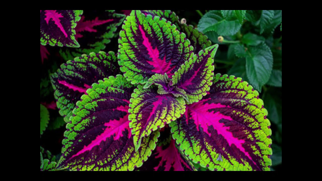 Цветни растения Колеус за вашата градина