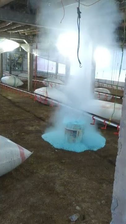 fumigasi kandang ayam broiler