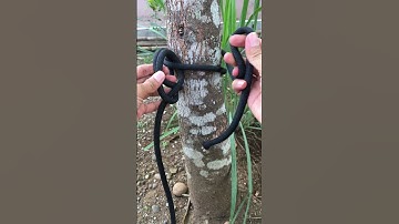 Amazing Loop Knots in Our Daily Life #knots #knotskill #knotting