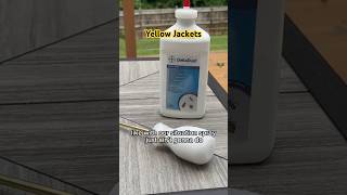 #yellowjackets #deltadust #wasps #bees #waspnest
