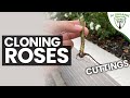 How To CLONE ROSES  |  Top 10 Tips: CUTTINGS PROPAGATION METHOD