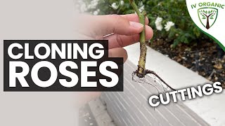 How To CLONE ROSES | Top 10 Tips: CUTTINGS PROPAGATION METHOD