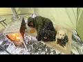 EXTREME -36°F Solo Winter Camping: 5 Days Surviving a Blizzard in a Hot Tent (ASMR)