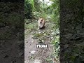 l cane più educato della storia! 😱🐶 #shorts #virale #perte
