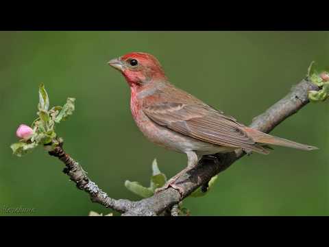 Голоса птиц Как поёт Чечевица обыкновенная Carpodacus erythrinus