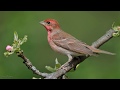 Голоса птиц Как поёт Чечевица обыкновенная Carpodacus erythrinus