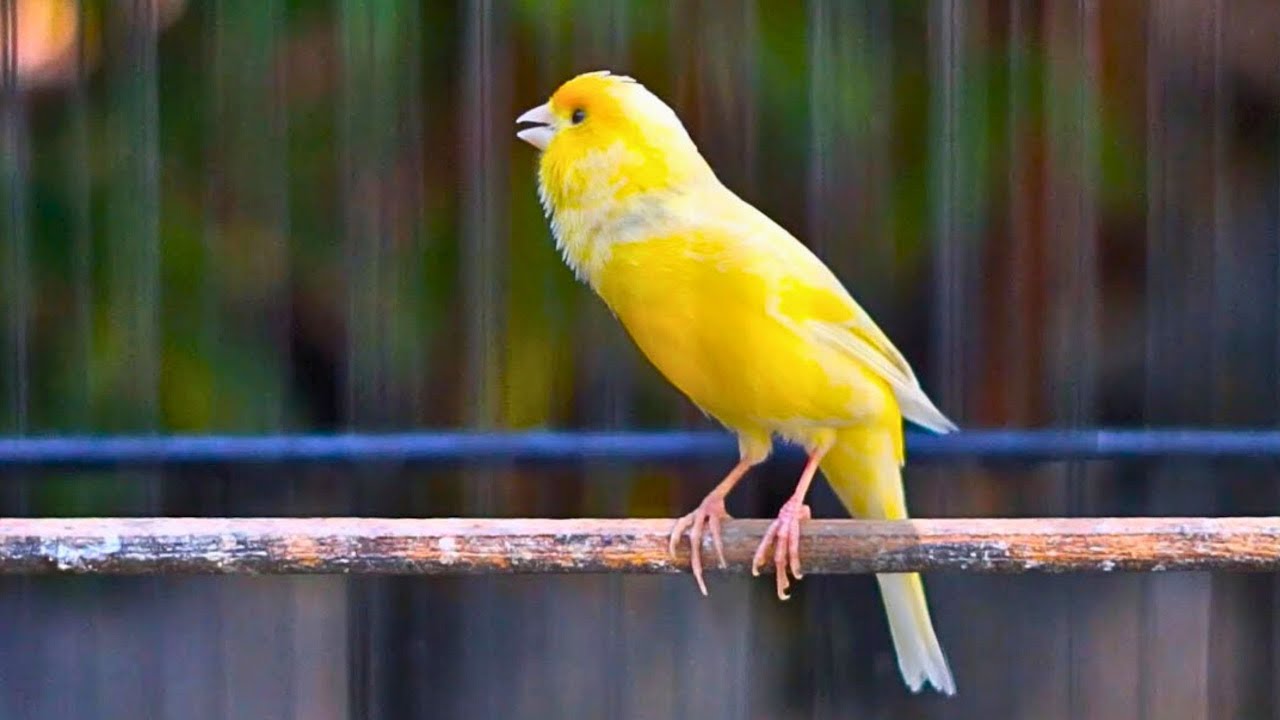 PANCINGAN Kenari GACOR PANJANG Cuit CUIT EMOSI ini AMPUH utk MASTERAN Kenari PAUD belajar BUNYI |348