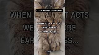 When your cat acts weird before earthquakes
