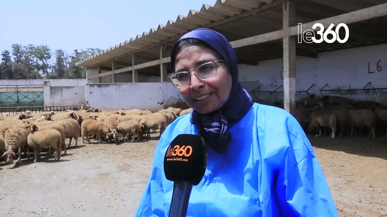 سلالة مغربية جديدة من الأغنام 🇲🇦 | نسبة توائم عالية وخصائص فريدة!