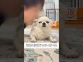 正気を失った飼い主ほど恐ろしいものはない#チワワ #あるある