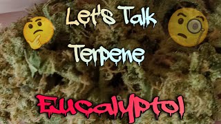 Let's Talk Terpene Lesson 3: Eucalyptol