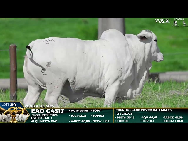 LOTE 34